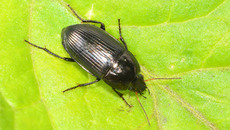 Ovaler Kanalläufer_1.jpg